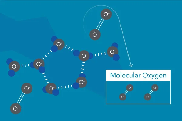 溶解在水中的分子氧（圈）。分子氧不是來自水分子中的氧（ H2O ).